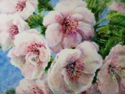 Cherry Blossoms