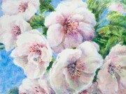 Cherry Blossoms Greeting card